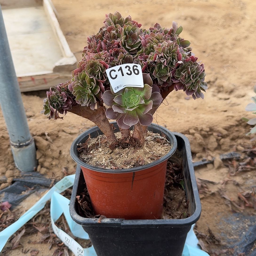 136火玫瑰一颗满28包邮