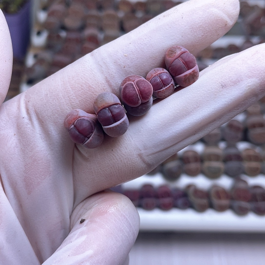 121 腿又点长 特特特