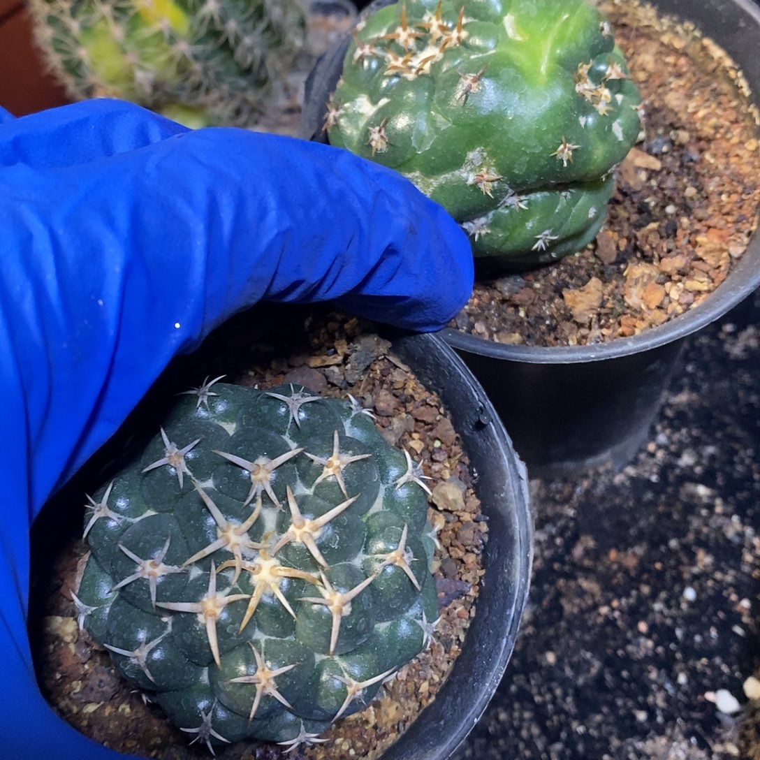 实生精品仙人球品相自观如图