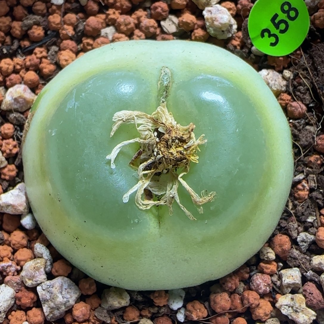 巨无霸拉登4.2多肉植物358