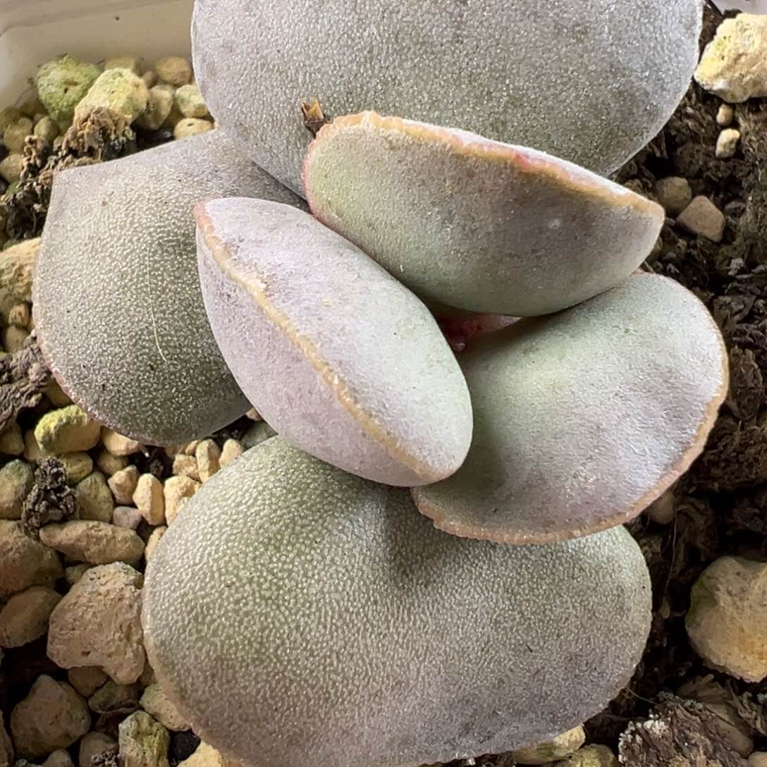 纯白蛋系实生新品多肉植物水泡