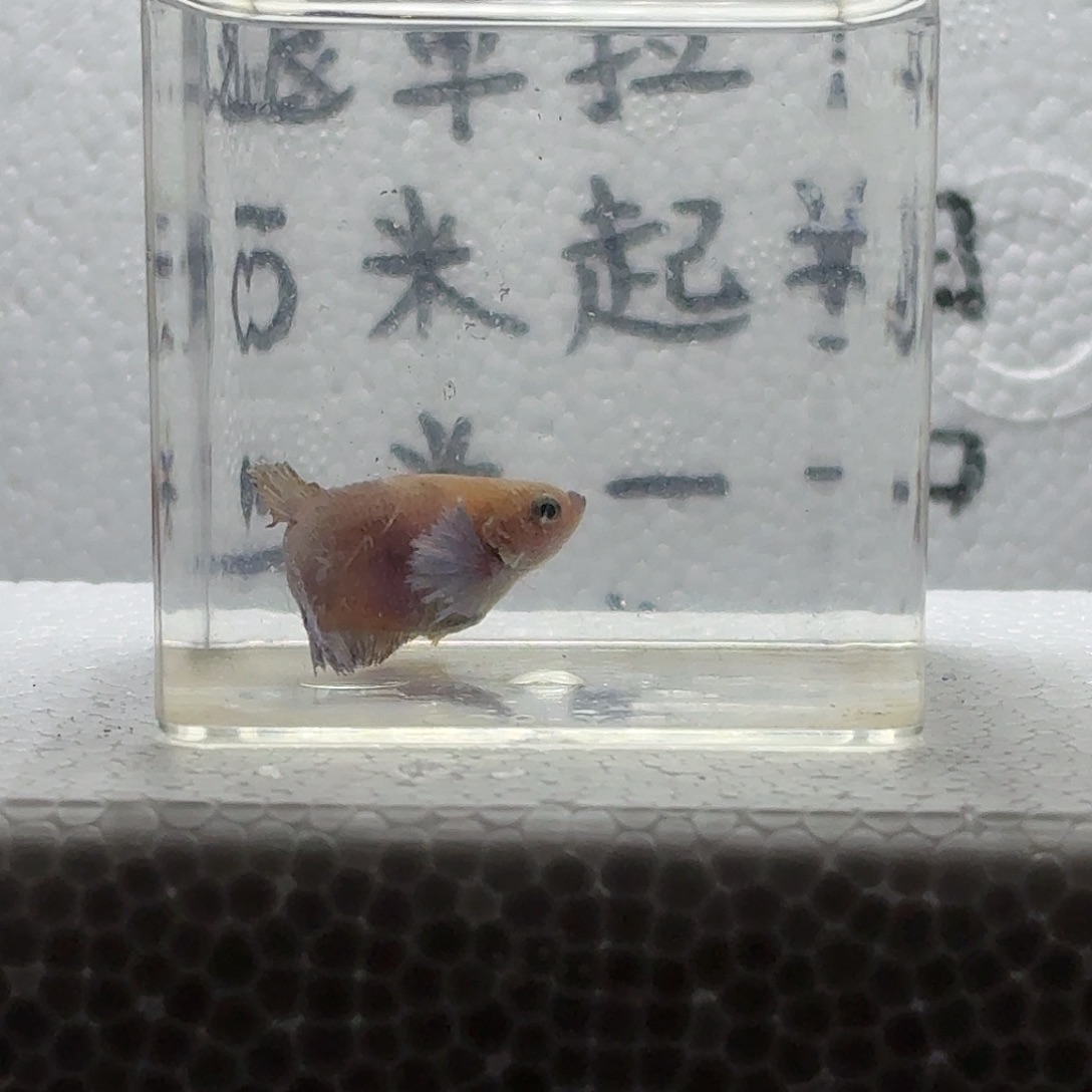 海水鱼鱼万泽水族