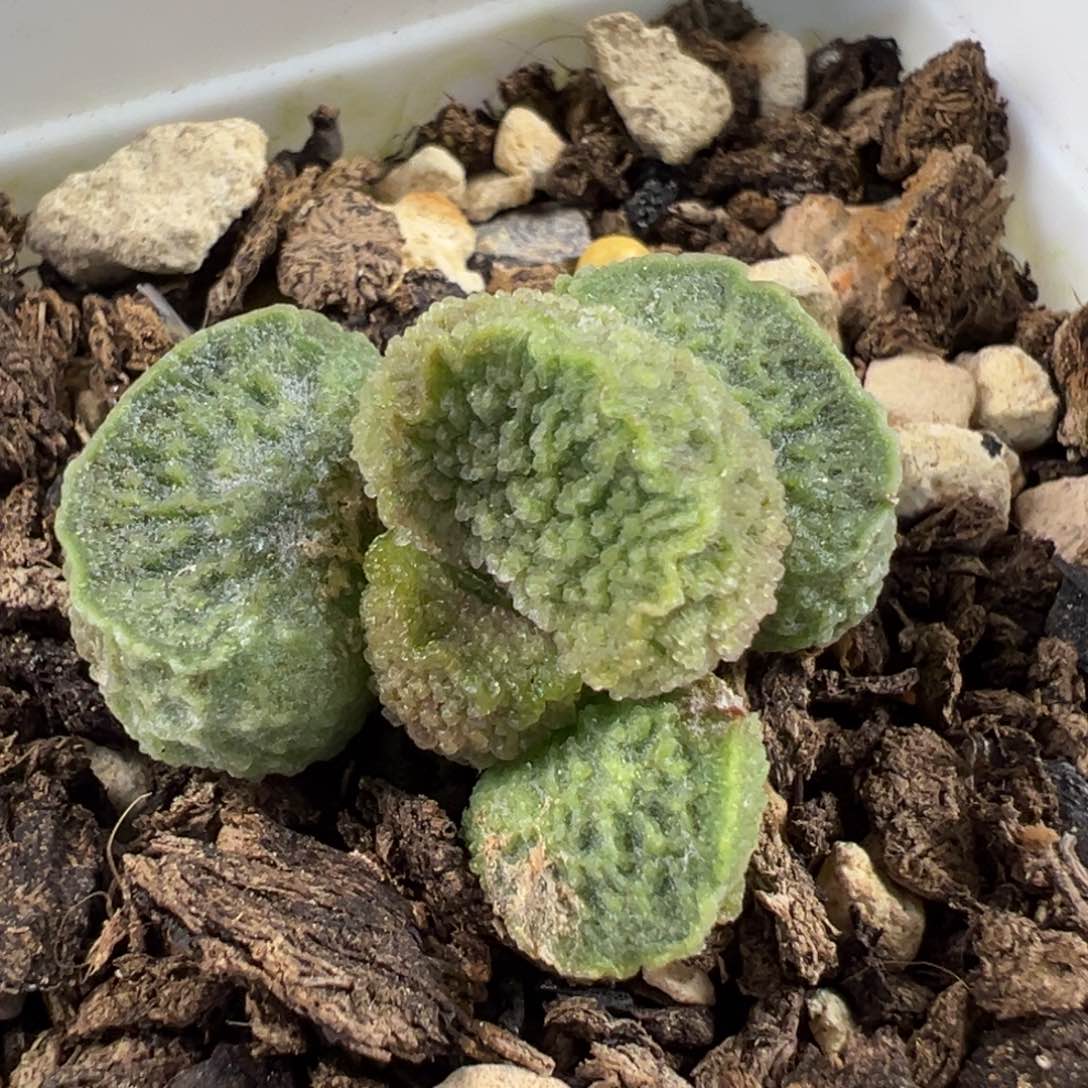 绿色系有干疤特价实生新品