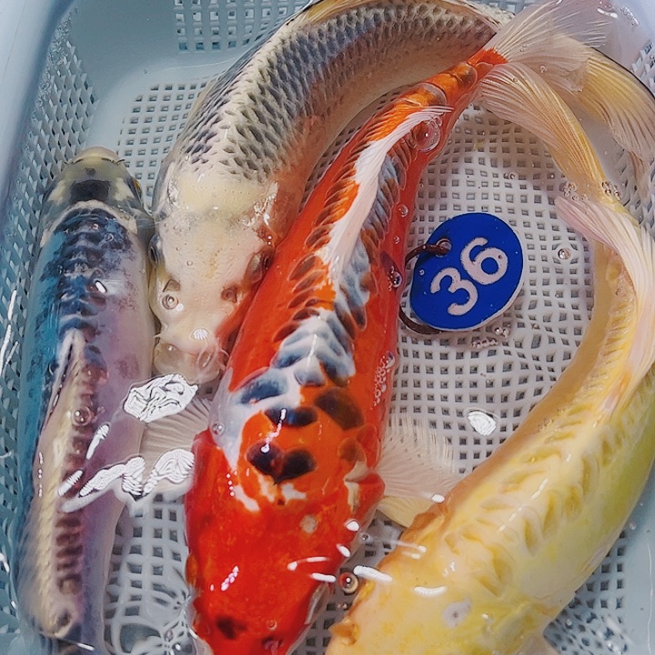 海水鱼锦鲤观赏鱼36