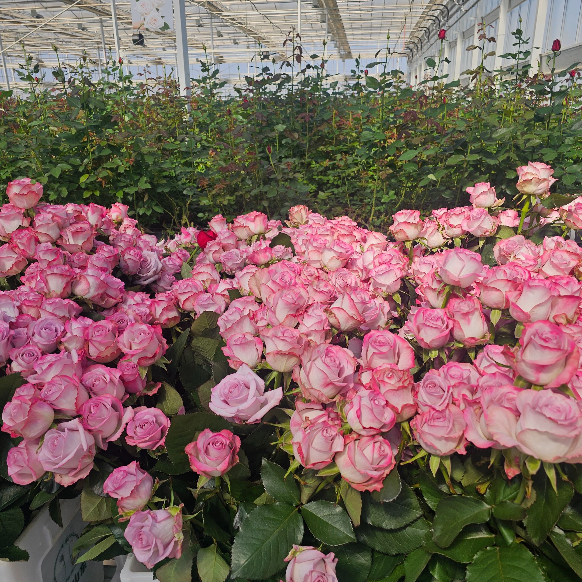 【禾韵山东】气场玫瑰玫瑰花自有基地鲜切花花束鲜花花材花卉同城