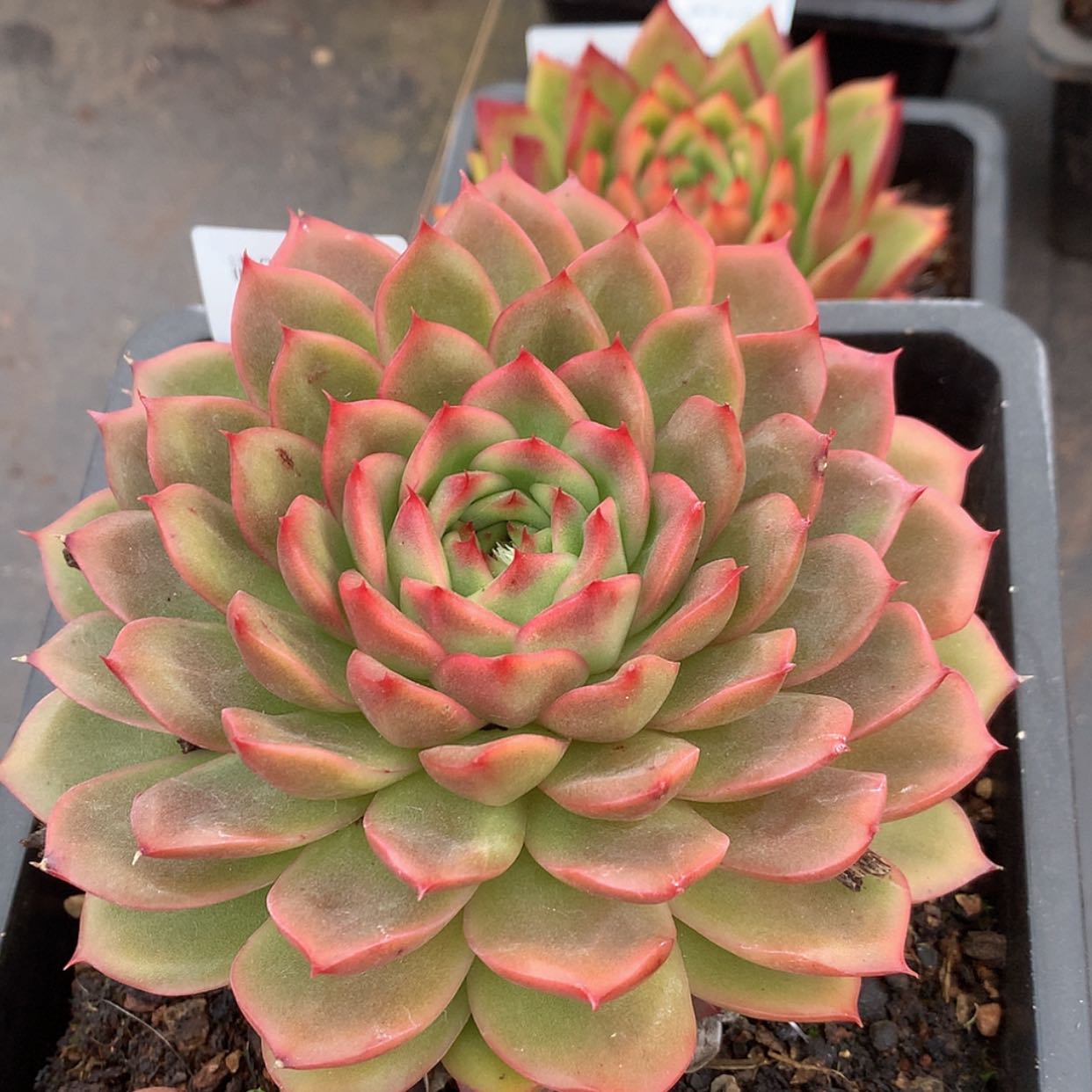 【闪购商品】云813号神奇女侠15厘米