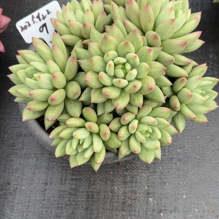 一物一拍米其林09