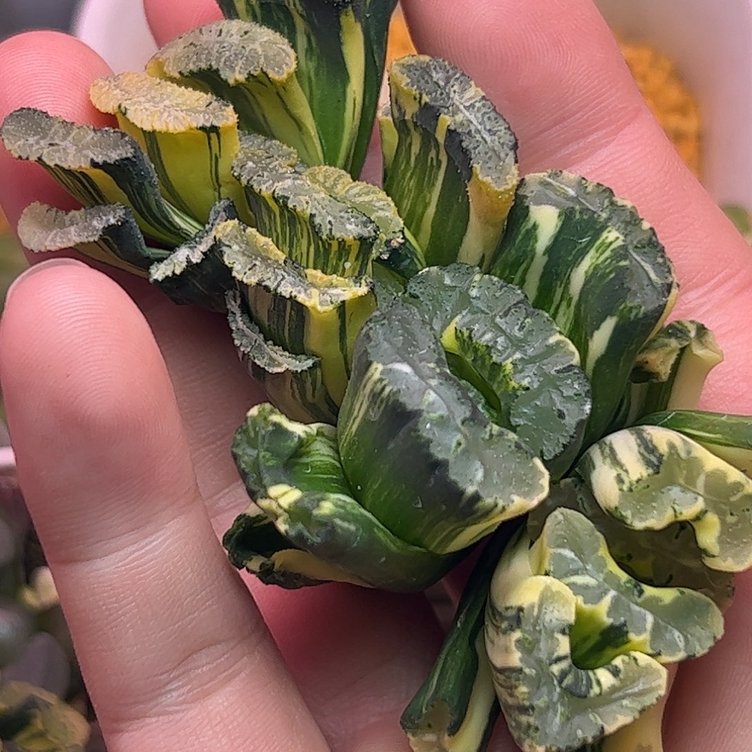 山***意超值组合十二卷多肉植物