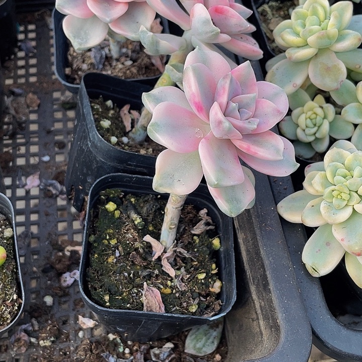 紫乐锦带盆土发货