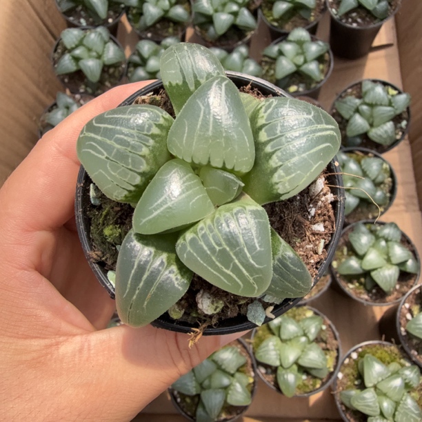 万象盆精品玉露粉色甜心带盆土多肉植物