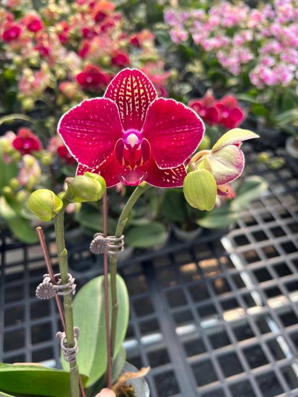 （夕阳红01）蝴蝶兰花期长好养护四朵花