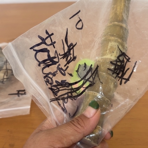 竹花***！实心竹竹竹竹竹竹竹竹