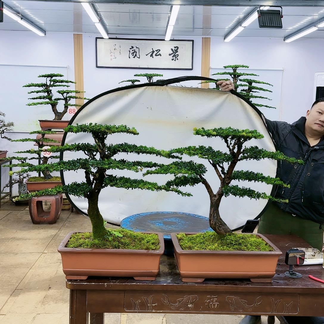 盆景欢迎大家一起来捡漏