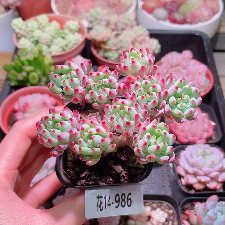 花利美14-986蓝苹果