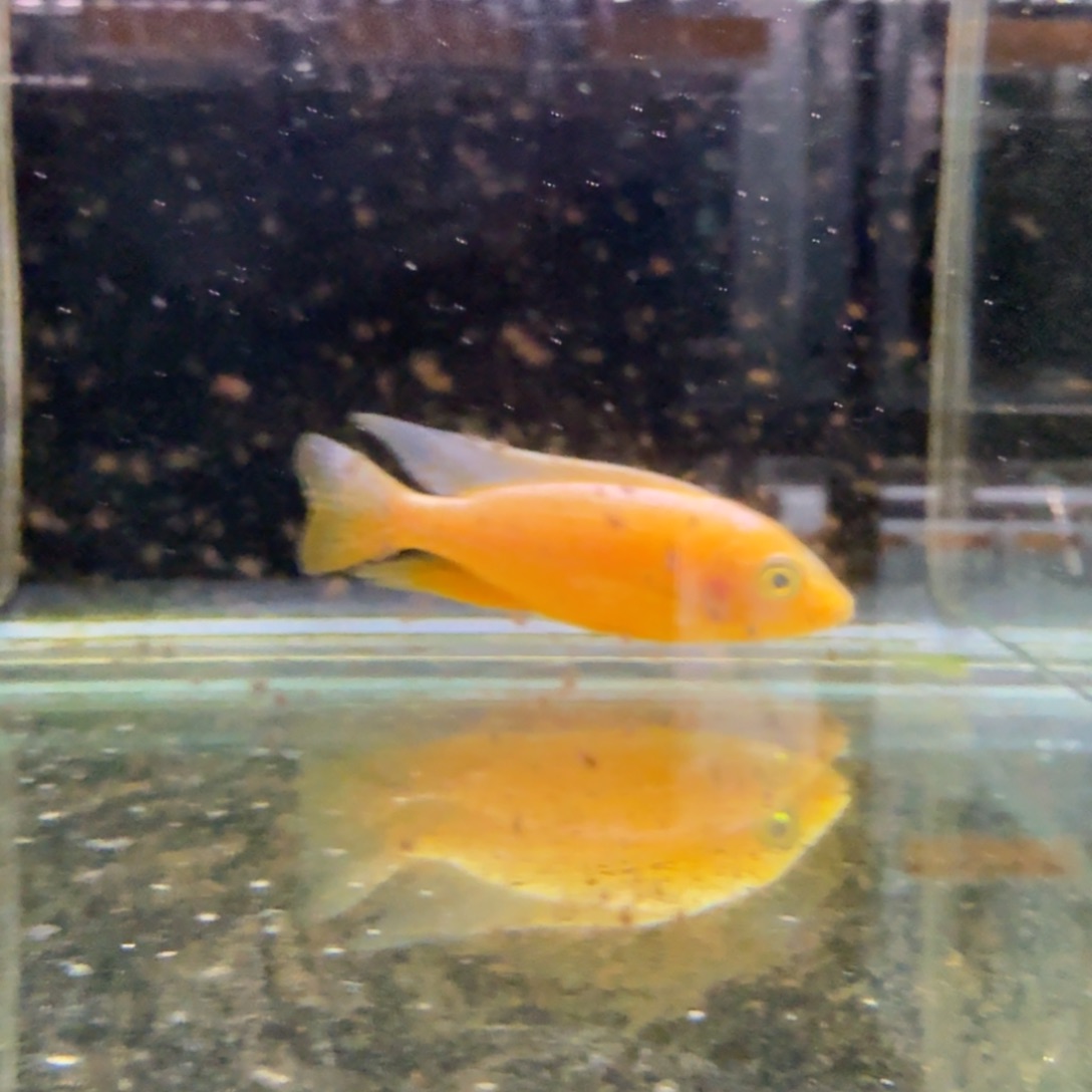 慈鲷323火焰红。  