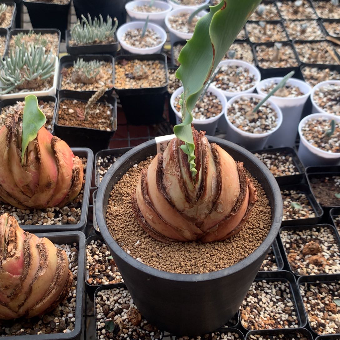 *****巨波叶血莲多肉带盆