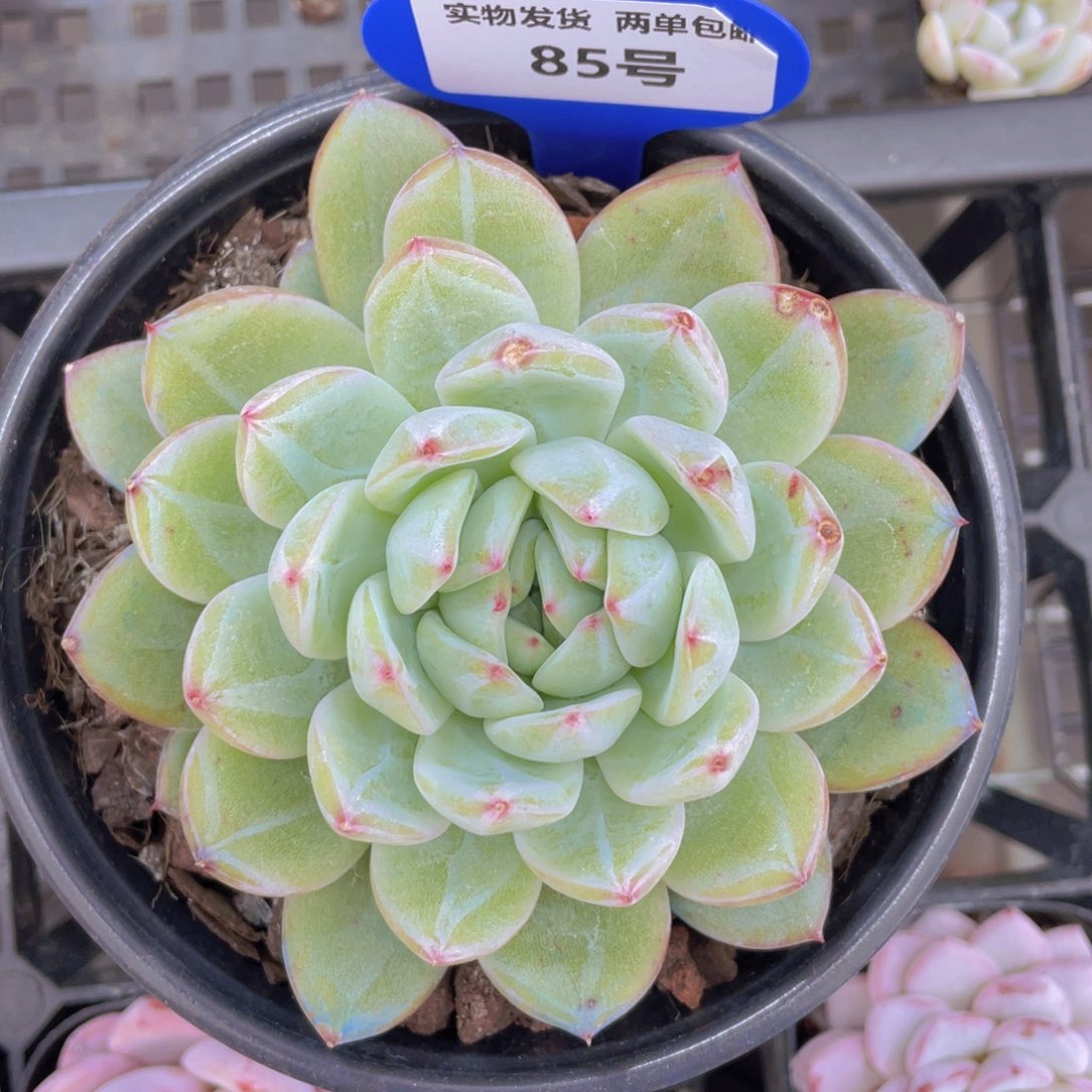 85号雪花珍妮单头一个蹭伤福利