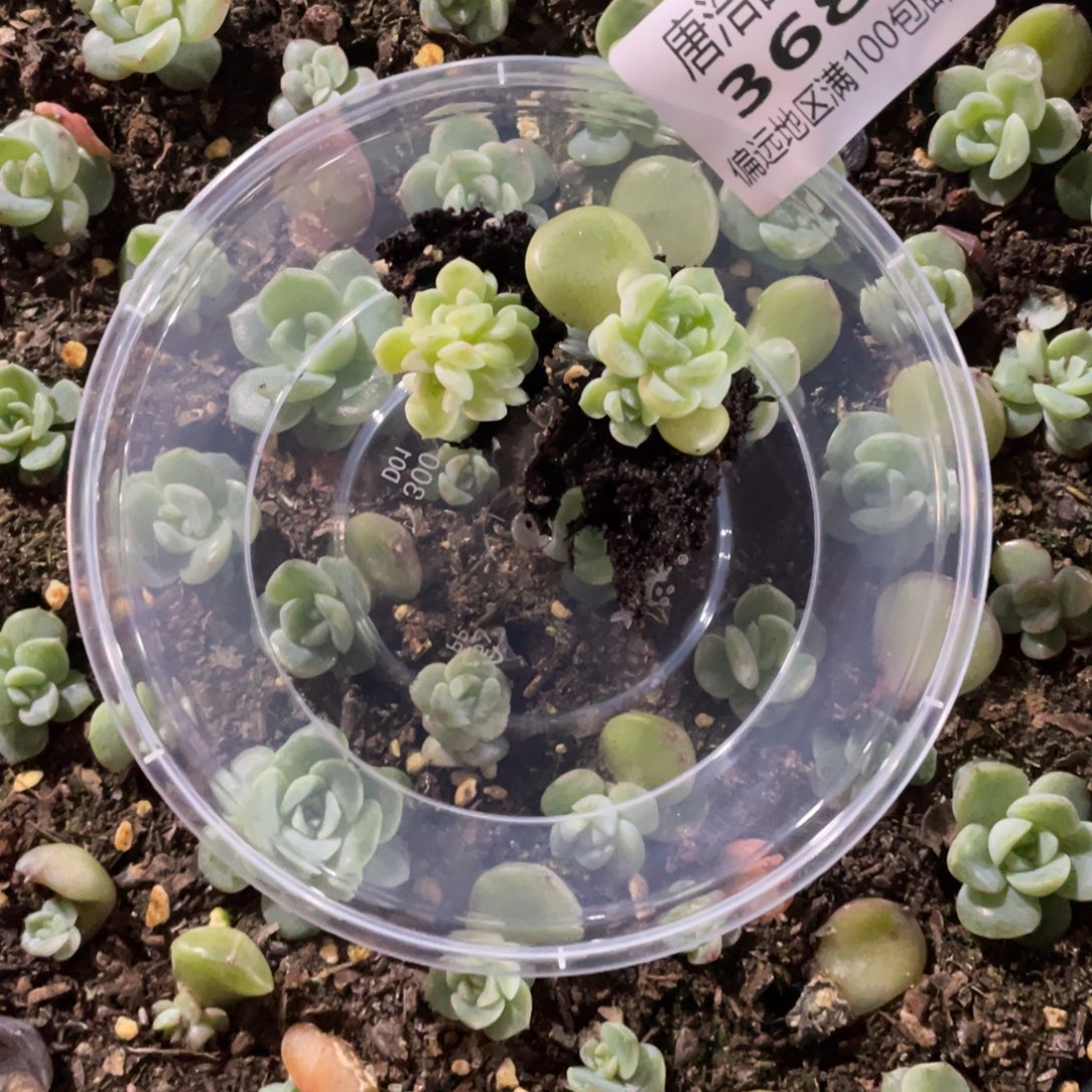 蓝****甜言一物一拍368..