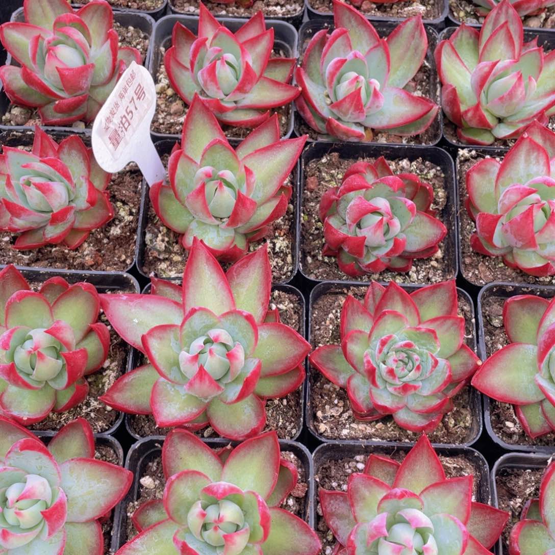 量拍57号 惊鸿仙子单头一个