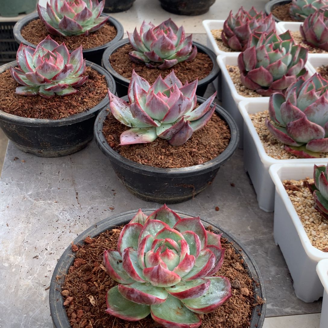 ?****34惊鸿宽叶内沟。尺寸8