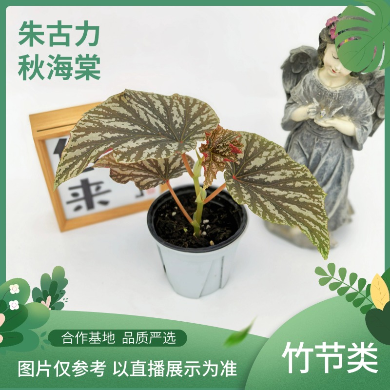 朱古力秋海棠，室内观叶植物秋海棠盆栽好养