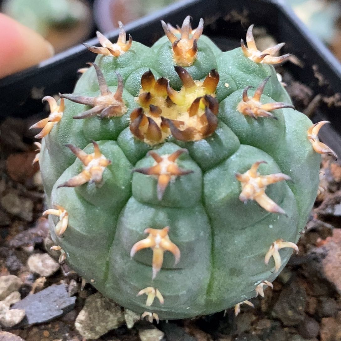 孤品实生特选株粗刺猫爪3.7cm