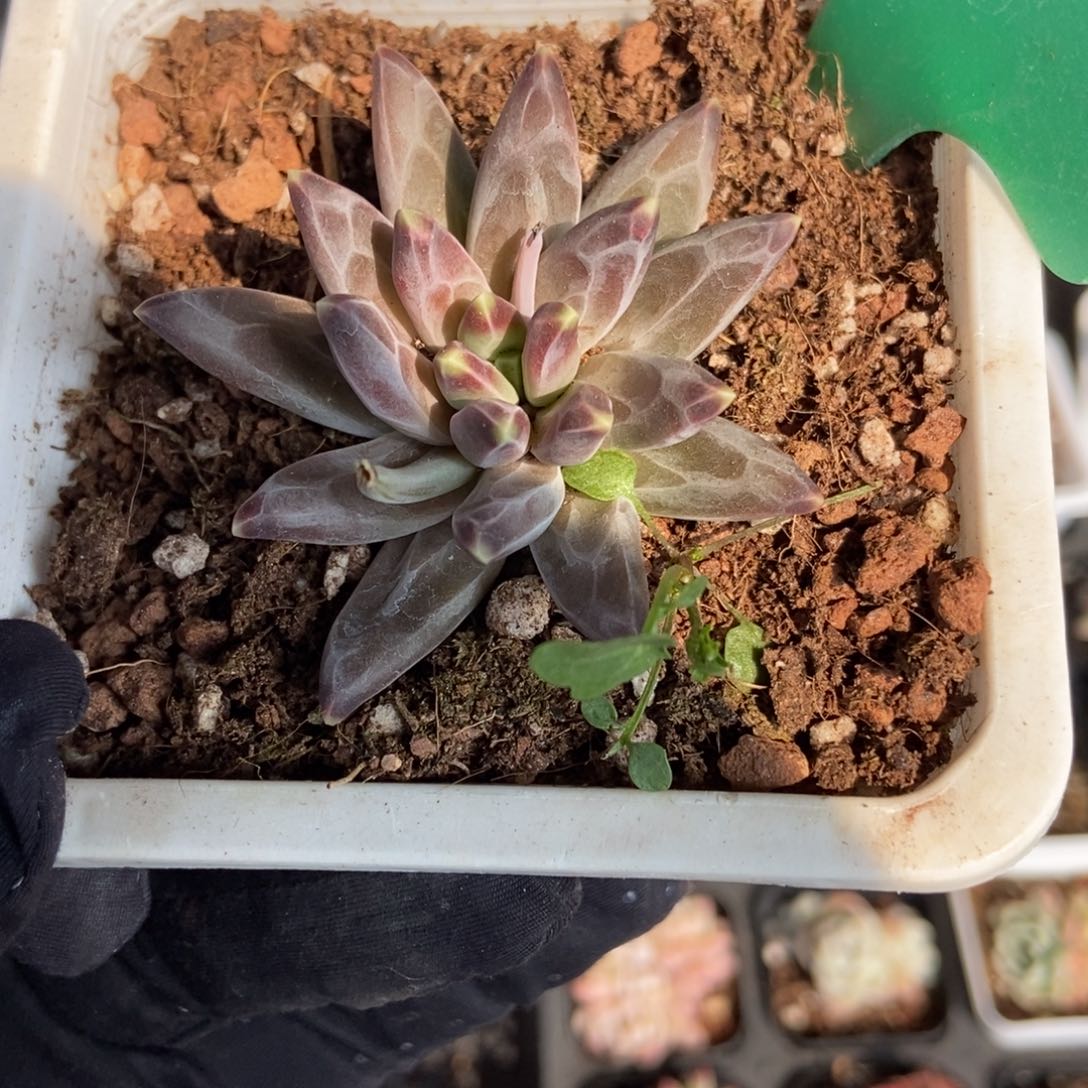 6梵高美人多肉植物保护