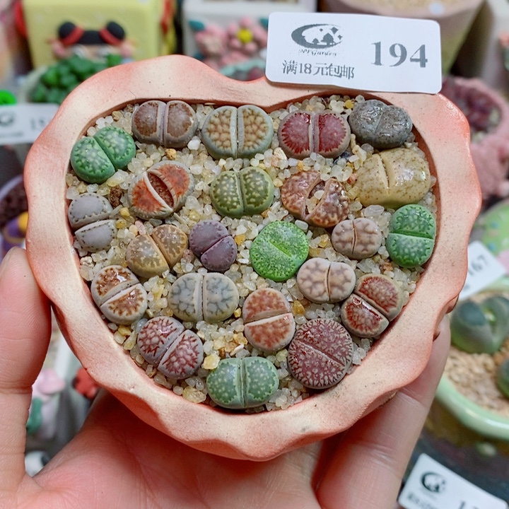 生石花花花花花花194