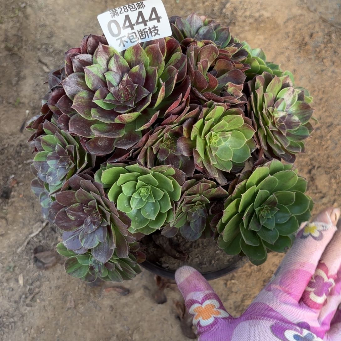 K. 444花月夜处理弯干多肉，