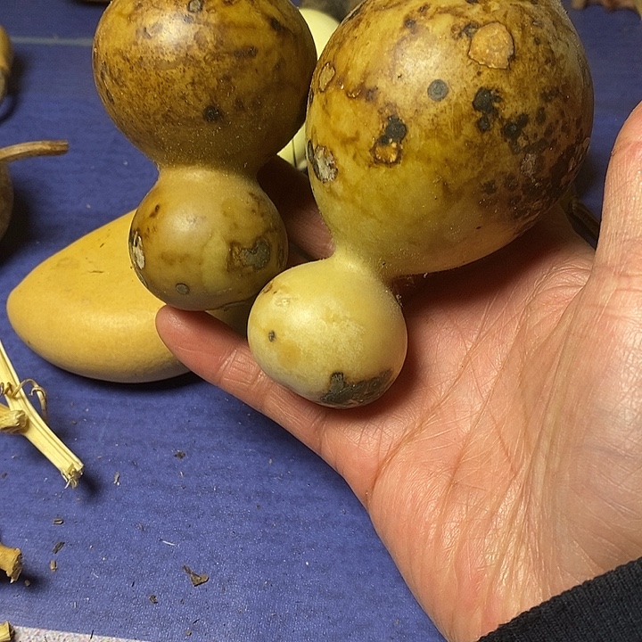 W***郴葫芦青皮花皮莲花头手把