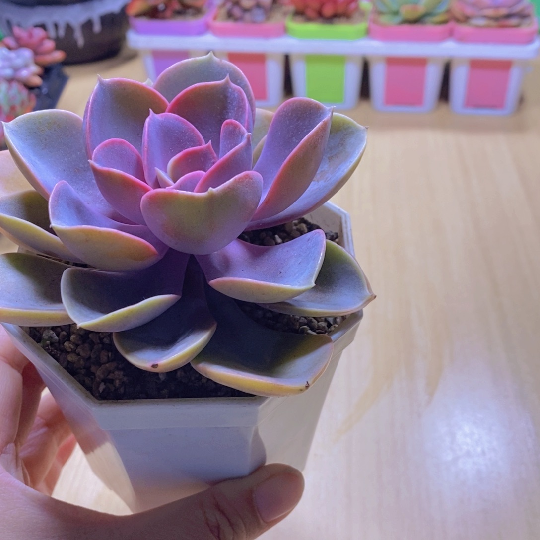 无花朵多肉植物紫珍珠90