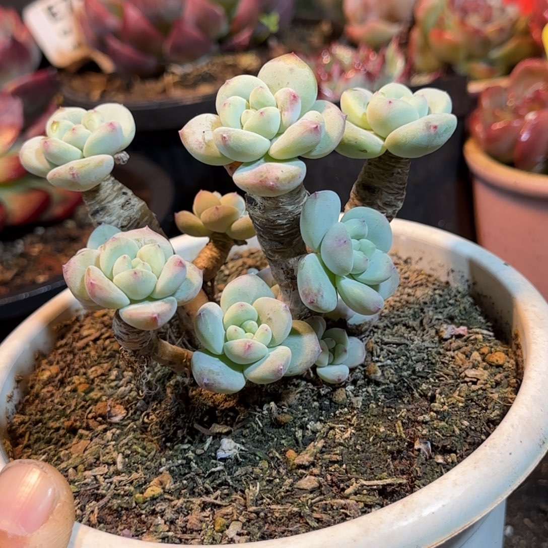 望舒一物一拍包装收缩花旱