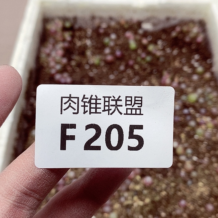 205呃呃呃呃呃呃呃呃呃呃呃呃