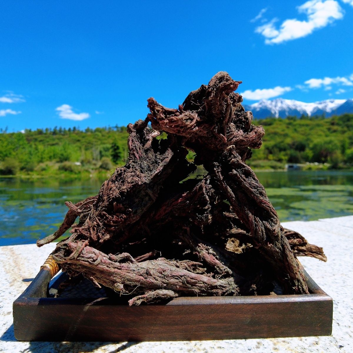 甘肃大山里采挖老丹参250-500克包邮