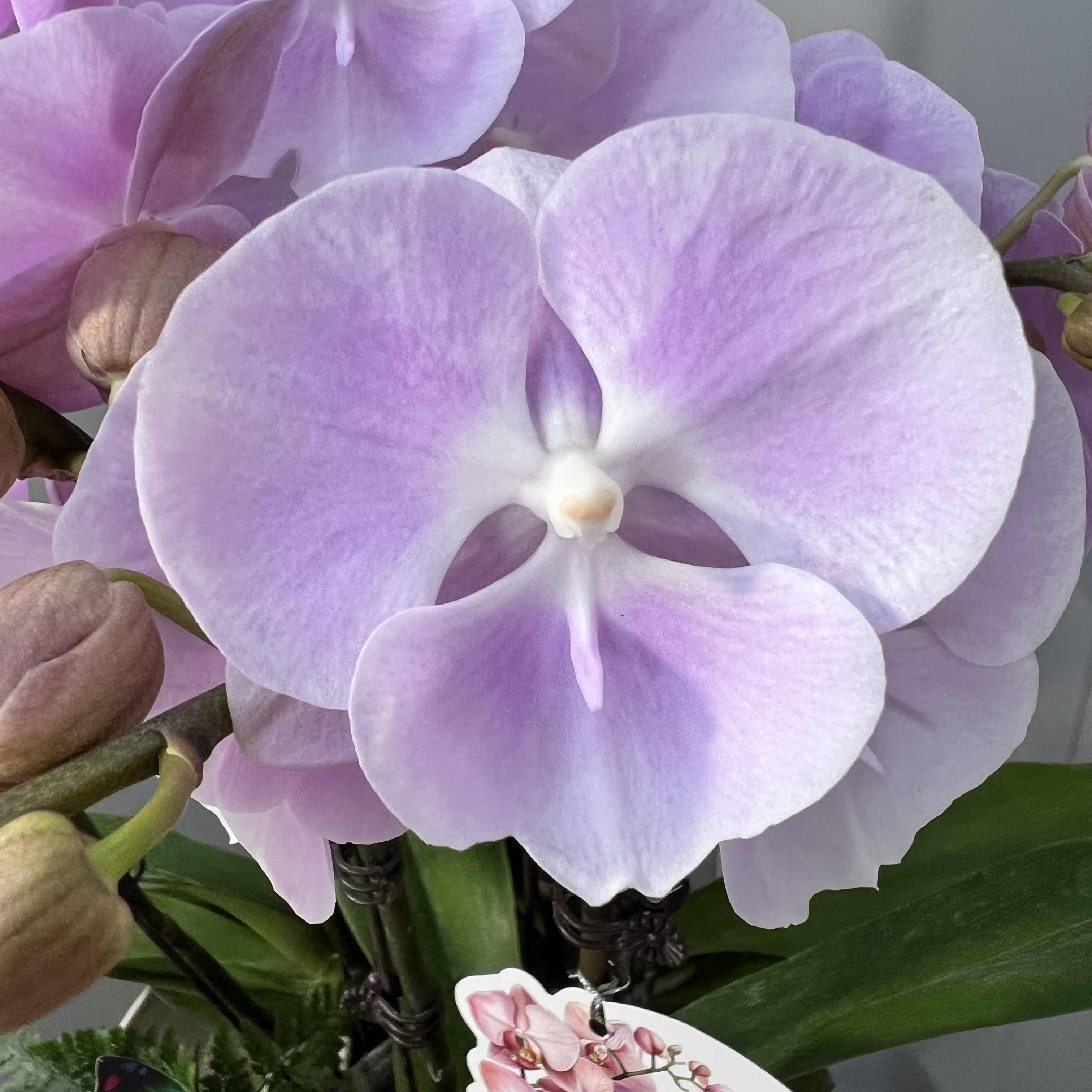 【粉曼二代】 蝴蝶兰室内鲜花绿植送礼亲戚礼物盆栽乔迁