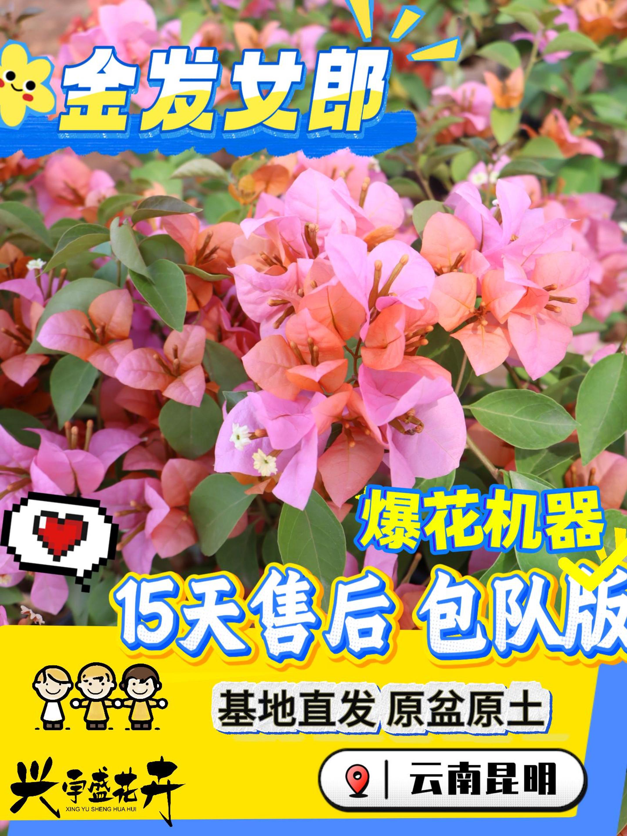 【金发女郎0.5】勤花观赏性高耐活三角梅