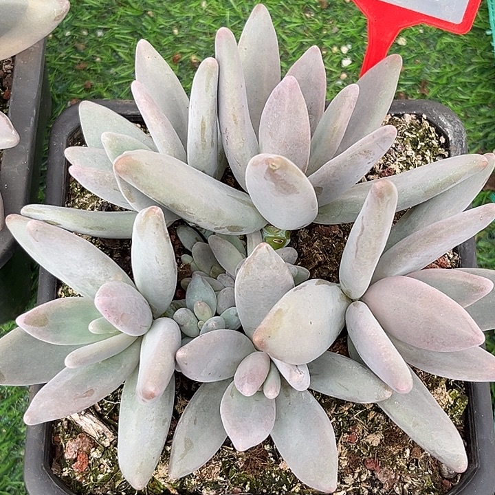 企鹅一物一拍764.