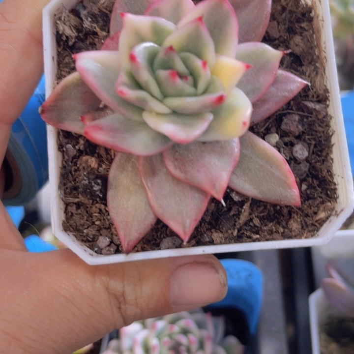 幸福玛丽锦多肉植物287