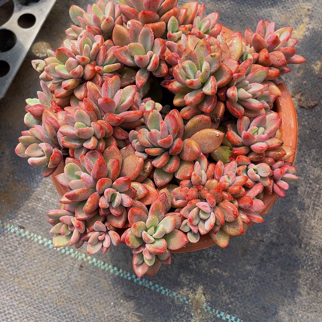 丽**阳紫心多肉植物群