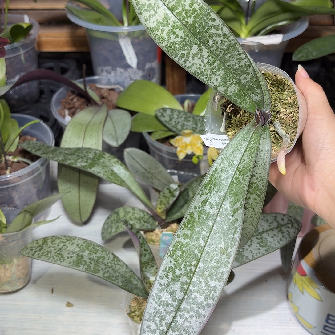 水***头当前无花栽培后可以开花蜜雪儿