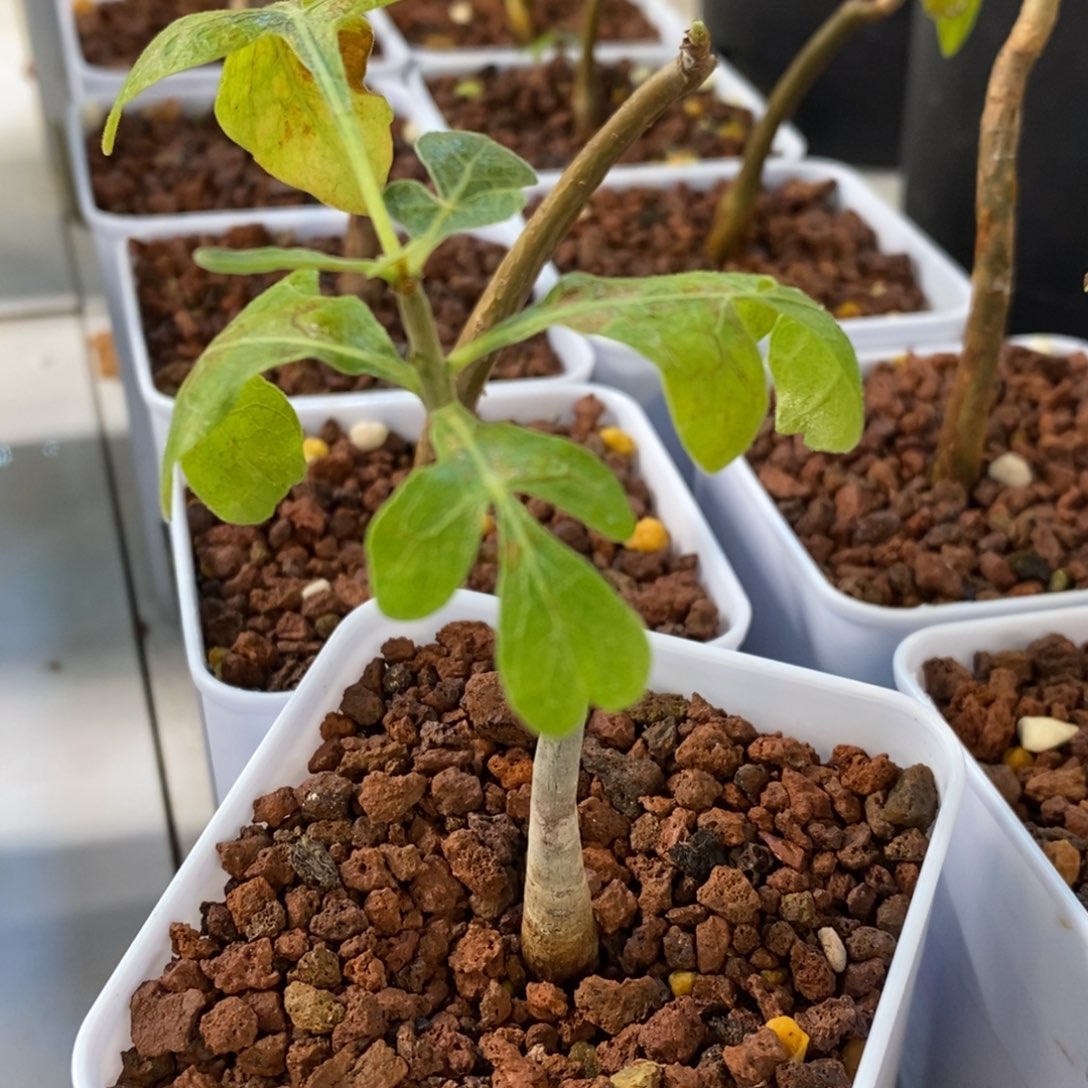 12骑士威迪橄榄实生带盆