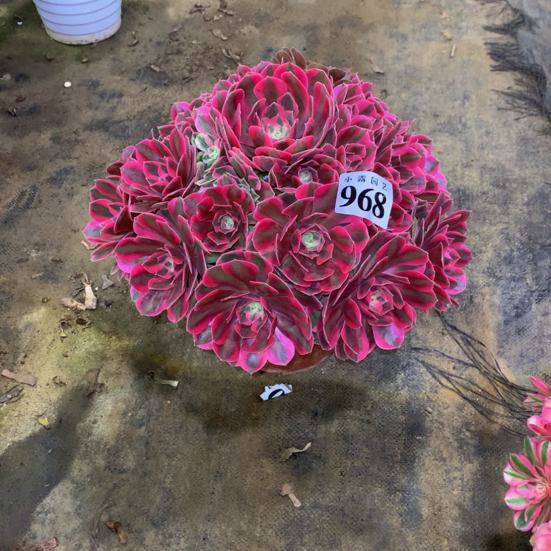 m*多肉植物968女妖888888