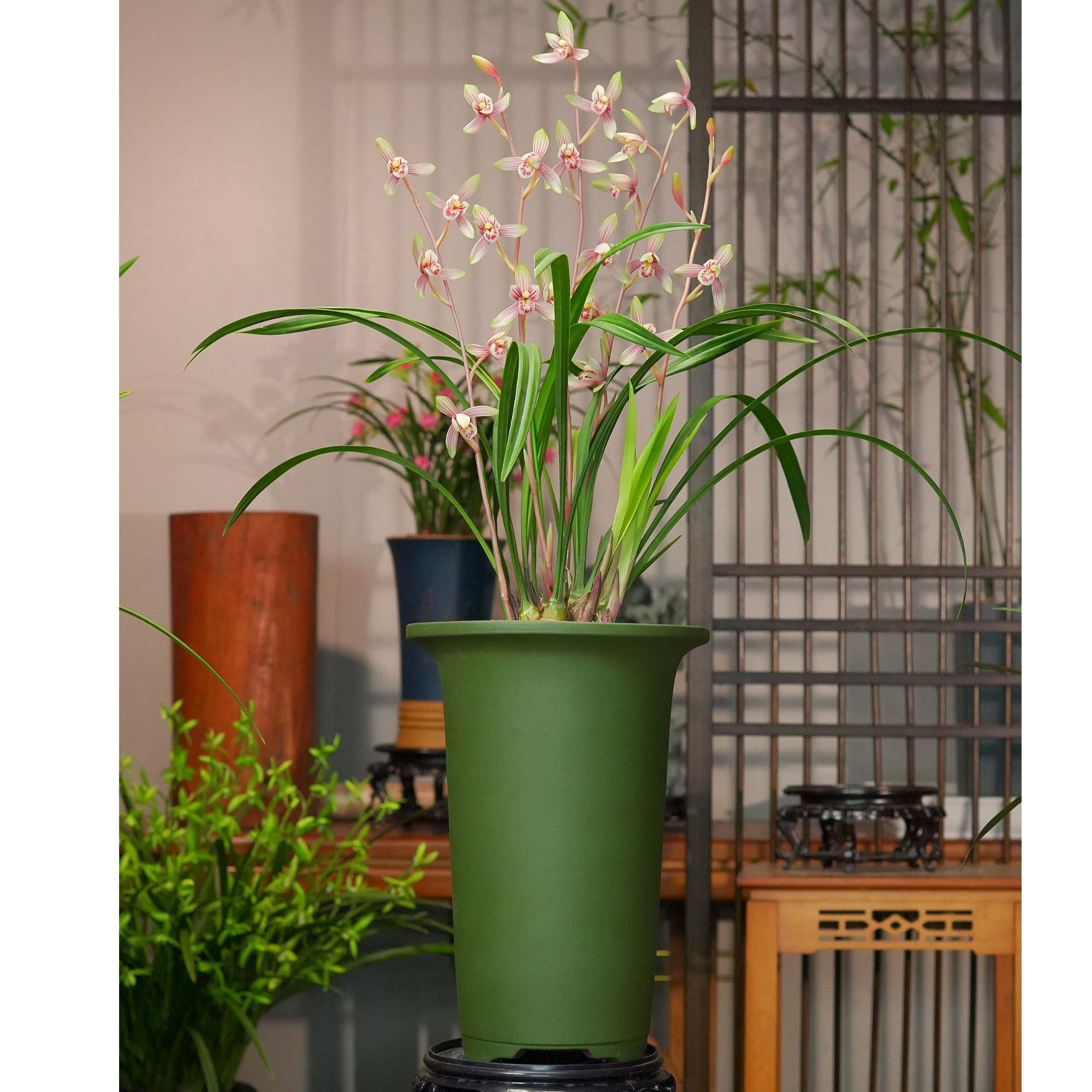 建兰铭品【秋日落霞】带高端紫砂泥花盆 幽香兰花 室内好养易活