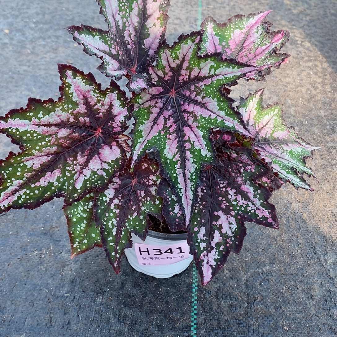 不开花植物囖*秋海棠341