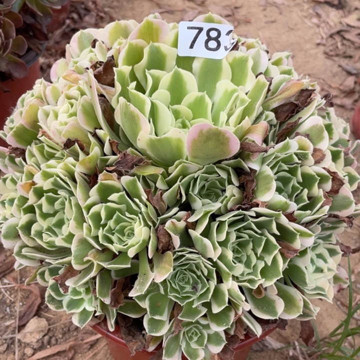无花朵78多肉植物白凤