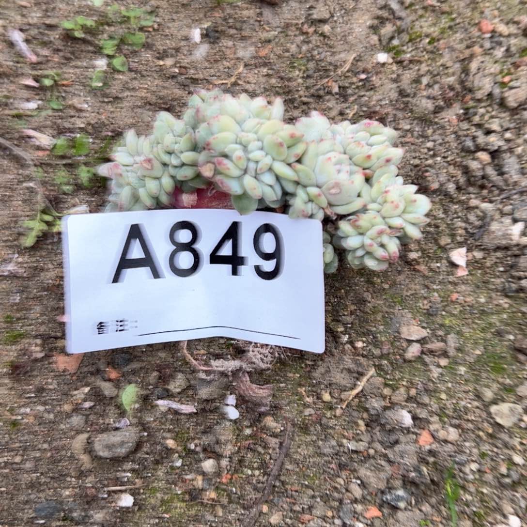 849多肉多肉多肉肉肉肉