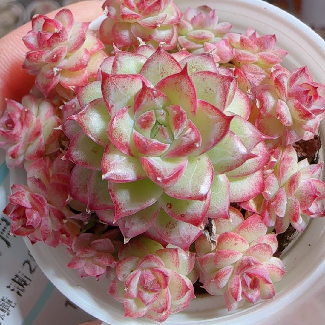 花语多肉0103-243