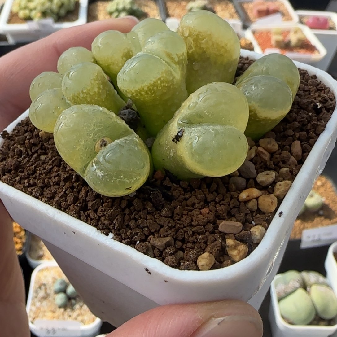 1.28多肉新年大福头大群风147号