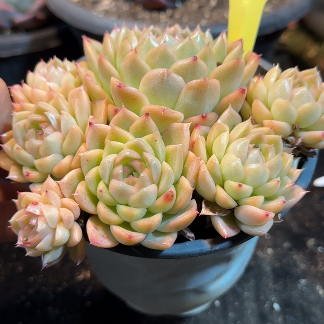 麦秆314一物一拍包装收缩花旱