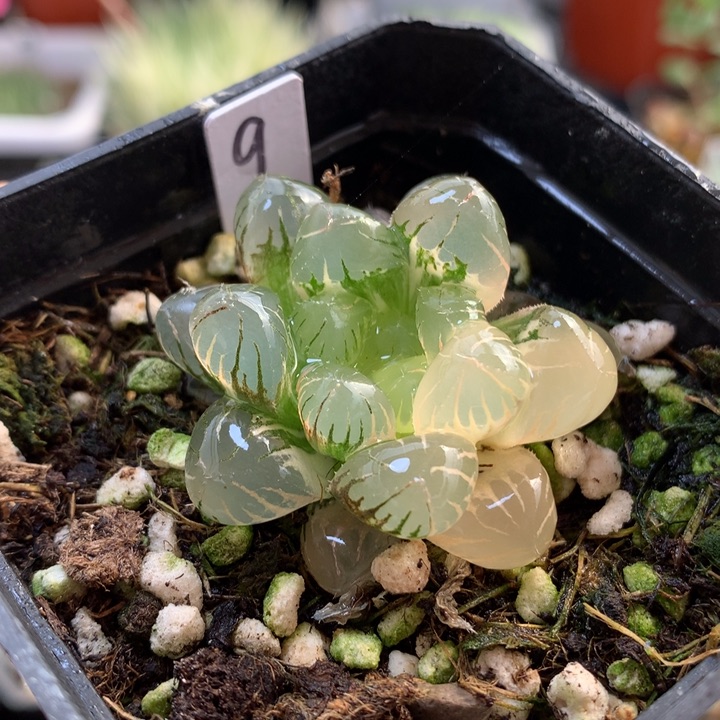 冰灯玉露锦带盆土发货